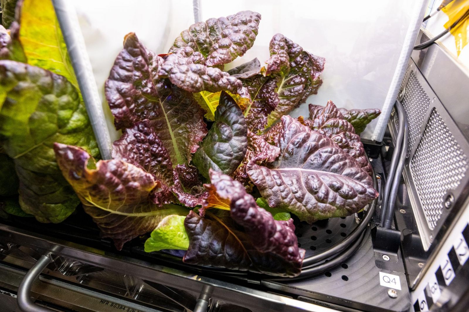 Alface romana vermelha crescendo no Advanced Plant Habitat da Estação Espacial