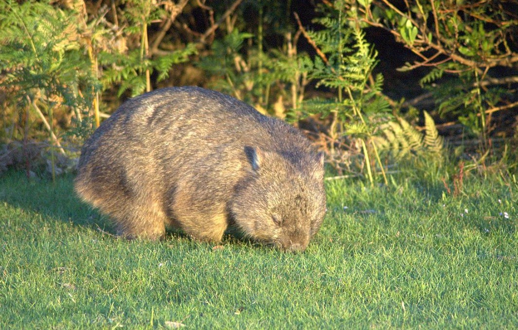 Como outros marsupiais, as fêmeas possuem uma bolsa para carregar seus filhotes