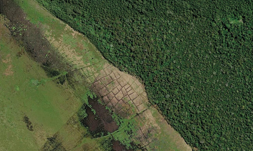 Amazônia já teve produção gigantesca de milho há mais de mil anos