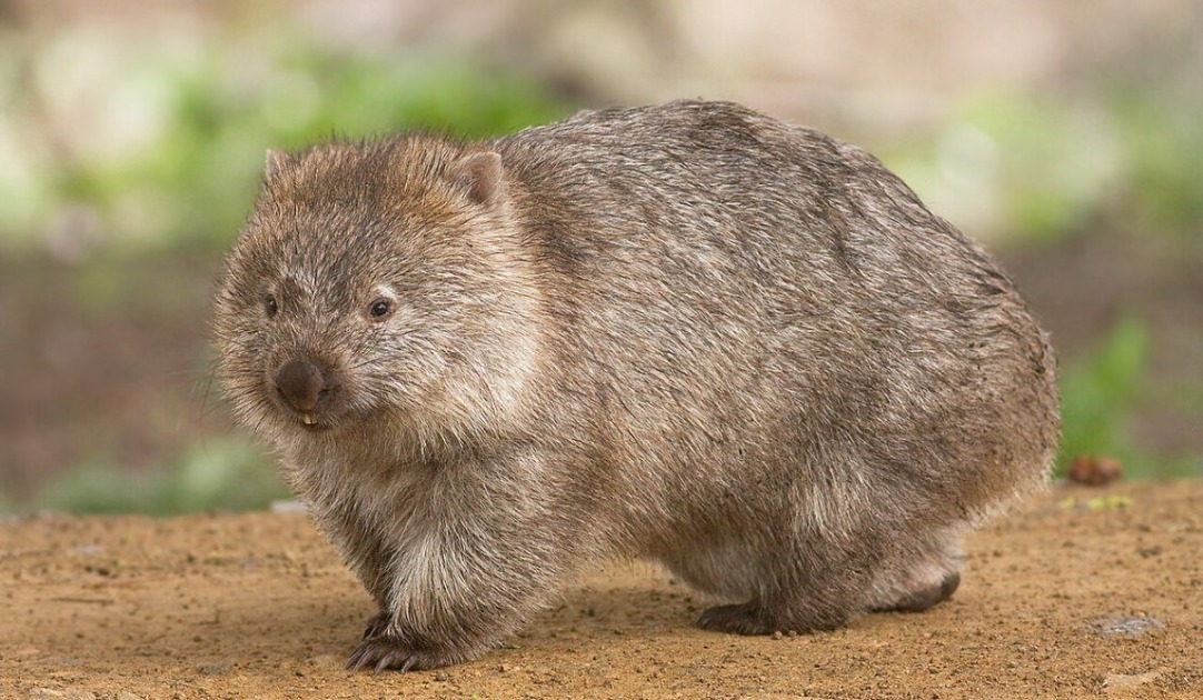 Turista dos EUA foge da Austrália após arrancar bebê Wombat da mãe