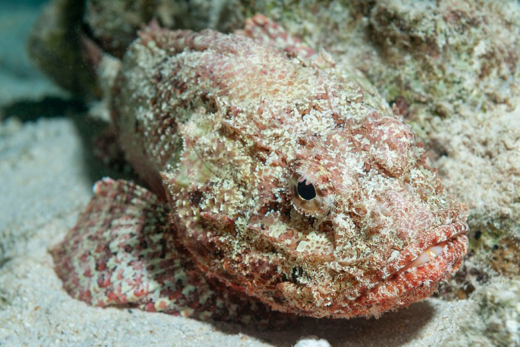 Você sabia? Descubra quais são os peixes venenosos encontrados no Brasil