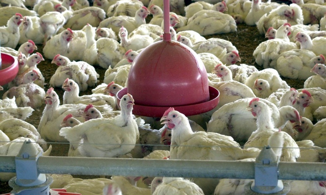 Brasil registra 1º caso de gripe aviária em aves comerciais