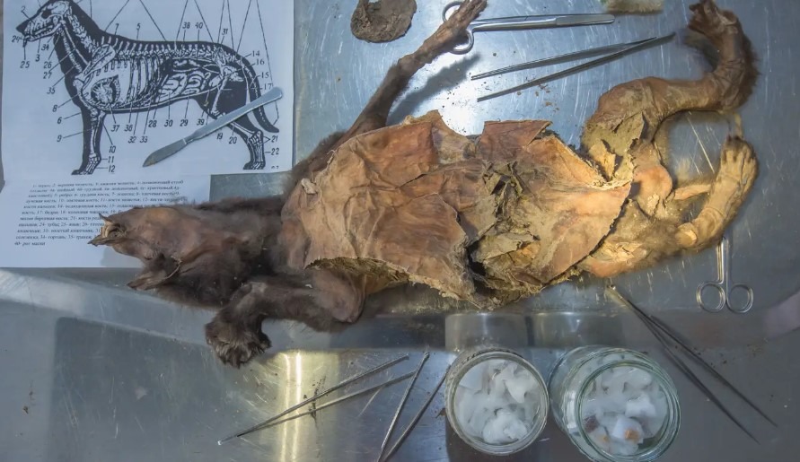 Descoberta no estômago de um lobo revela segredos de 14 mil anos