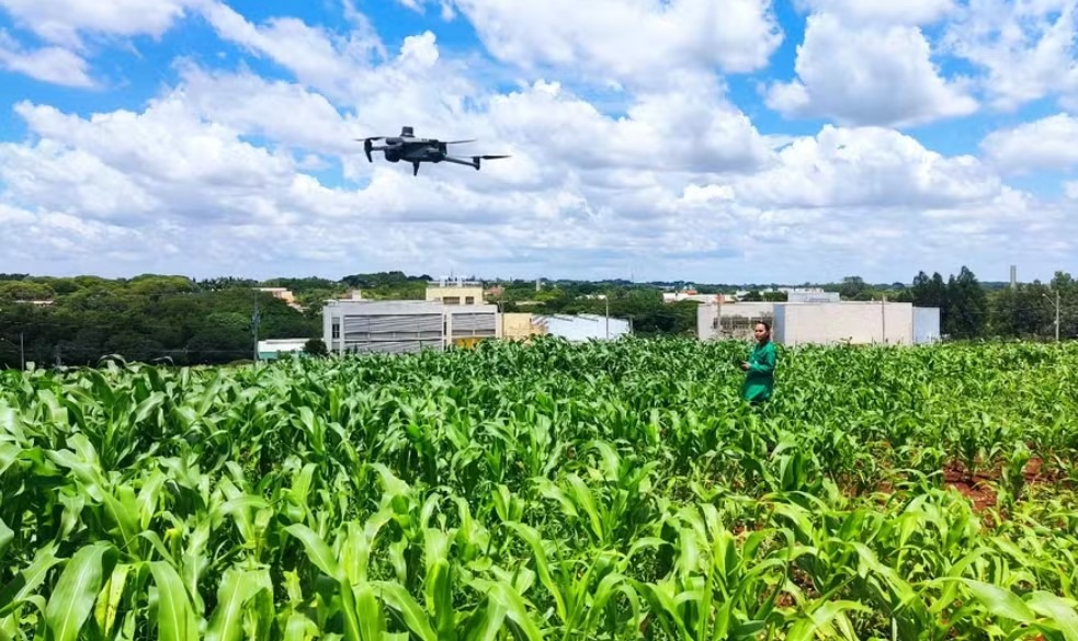 Drones aceleram criação de milho resistente à seca