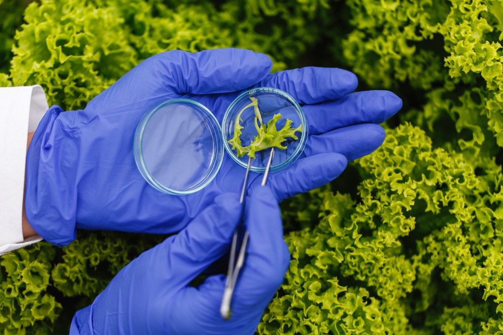 Biodiversidade brasileira vira inovação para saúde e alimentação