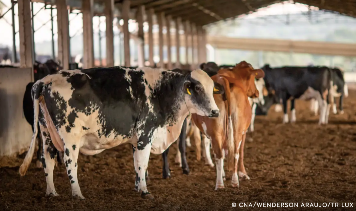 UE suspende carnes do Brasil; entenda impacto e próximos passos