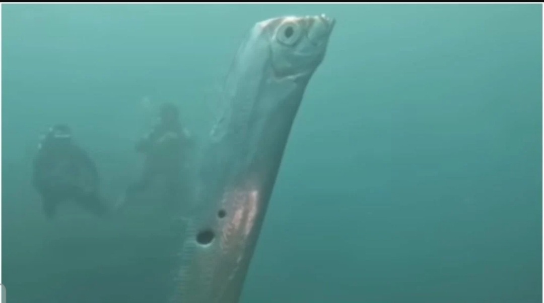 VIDEO: "Peixe do fim do mundo" aparece no Litoral brasileiro e assusta banhistas